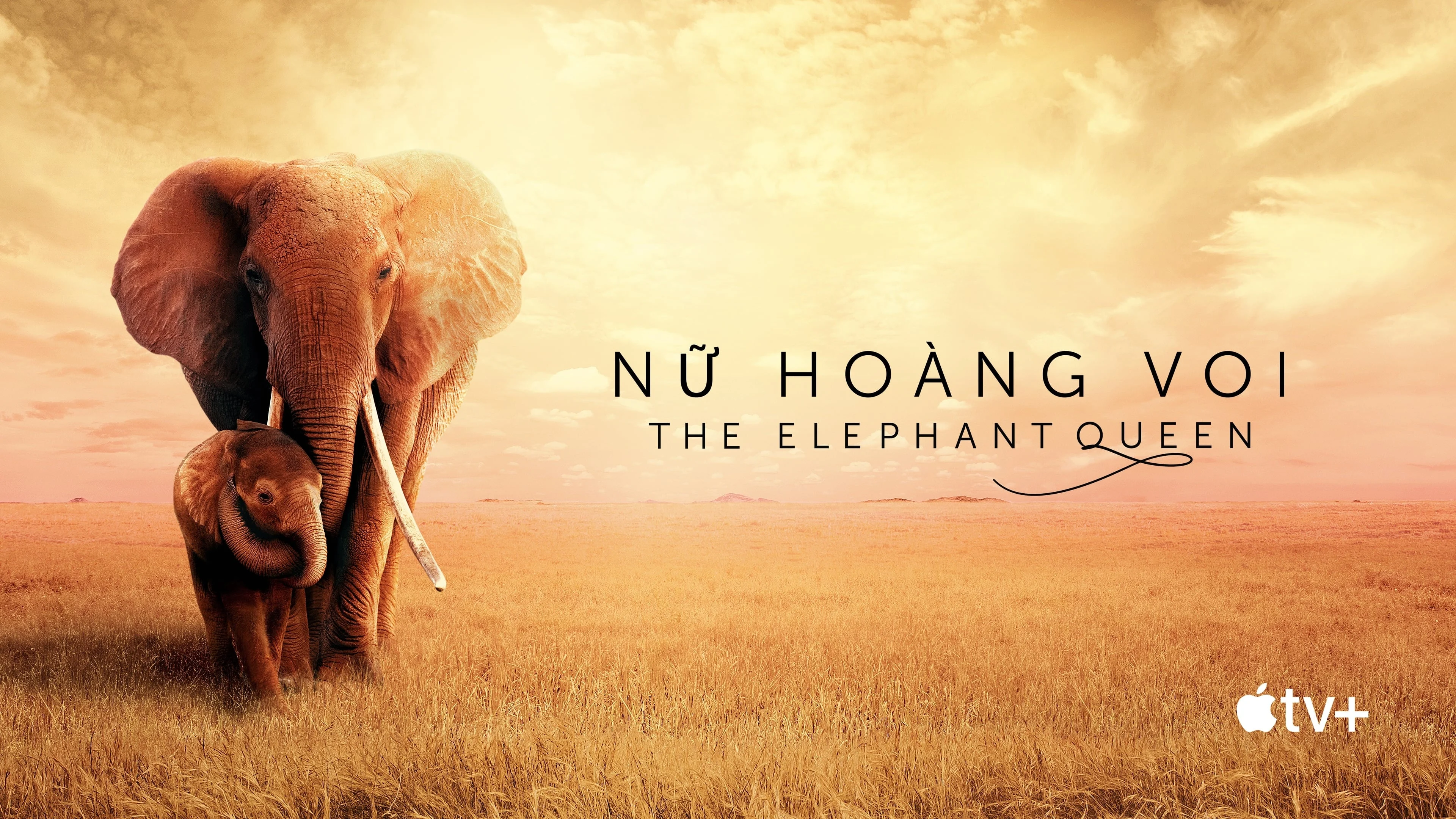 Nữ Hoàng Voi Full